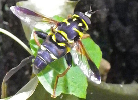 Meromacrus acutus